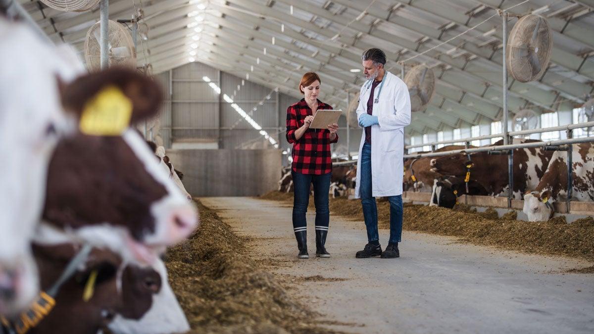 Two people look at a clipboard in a bard with cows