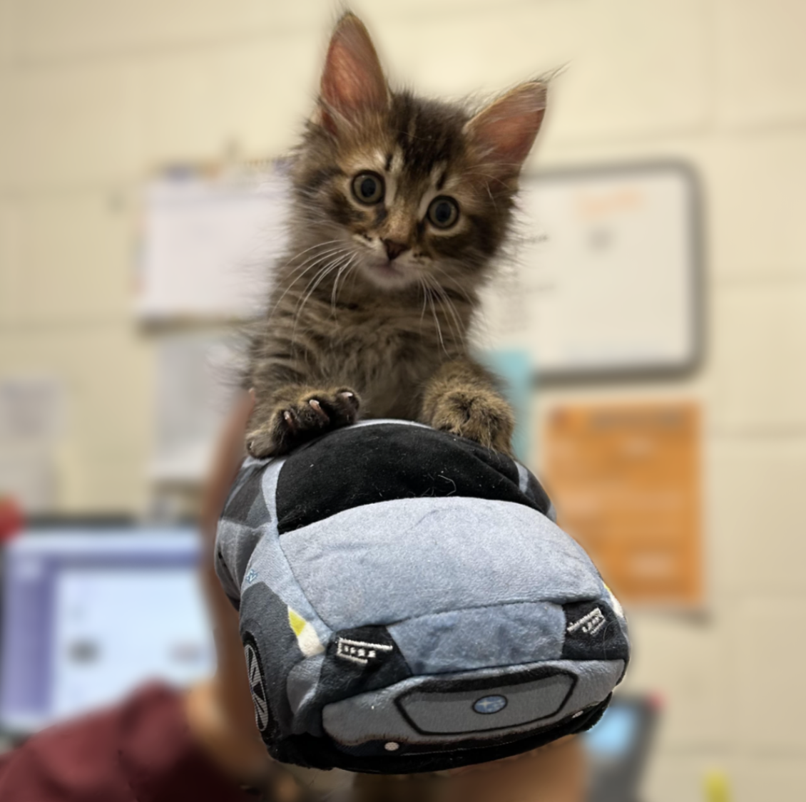 A kitten sat on top of a plush toy car