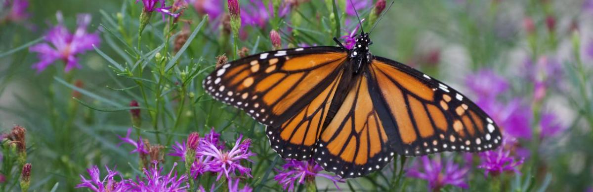 A monarch butterfly on a plant with purple flowers.