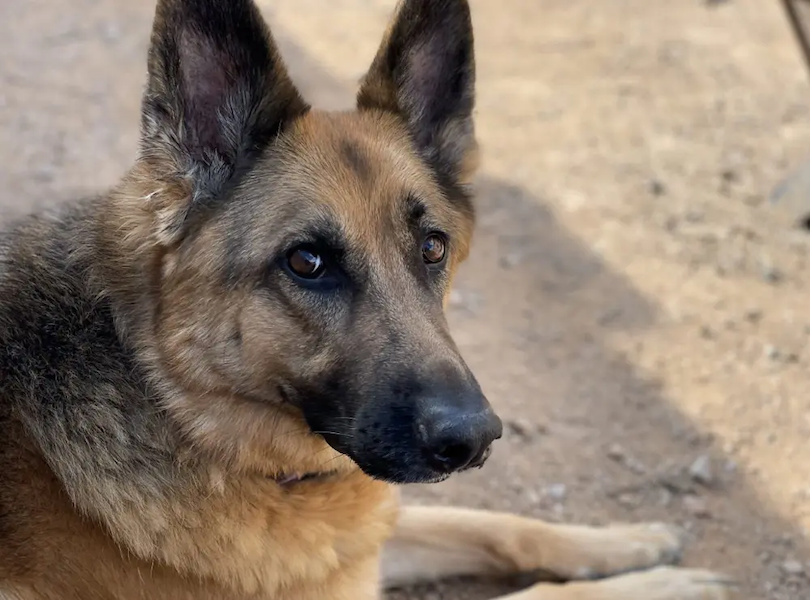 Nate's German Shepherd.