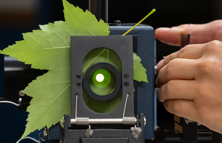 Ecologist Vanessa Rubio measures the spectral reflectance of a red maple leaf using a field portable spectroradiometer. Photo by Barbara Johnston