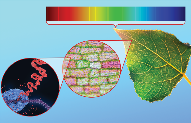 A plant's DNA usually doesn't change, but the RNA it expresses at a given time (pictured in red) varies in response to its environment and alters its chemical structure. These changes are then visible in the precise wavelengths of light the plant reflects. Illustration by Dan Letchworth