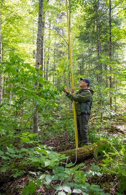 Professor Nathan Swenson inspects a tree being sampled for his gene sequencing and remote sensing project.