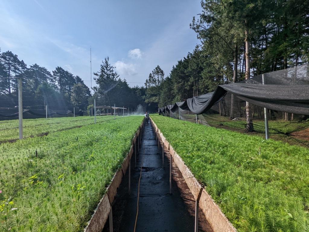 Fields of trees being planted