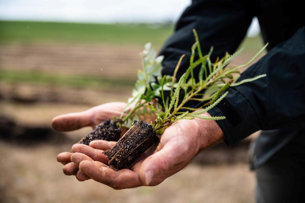 Two outstretched hands each holding a seedling tree.