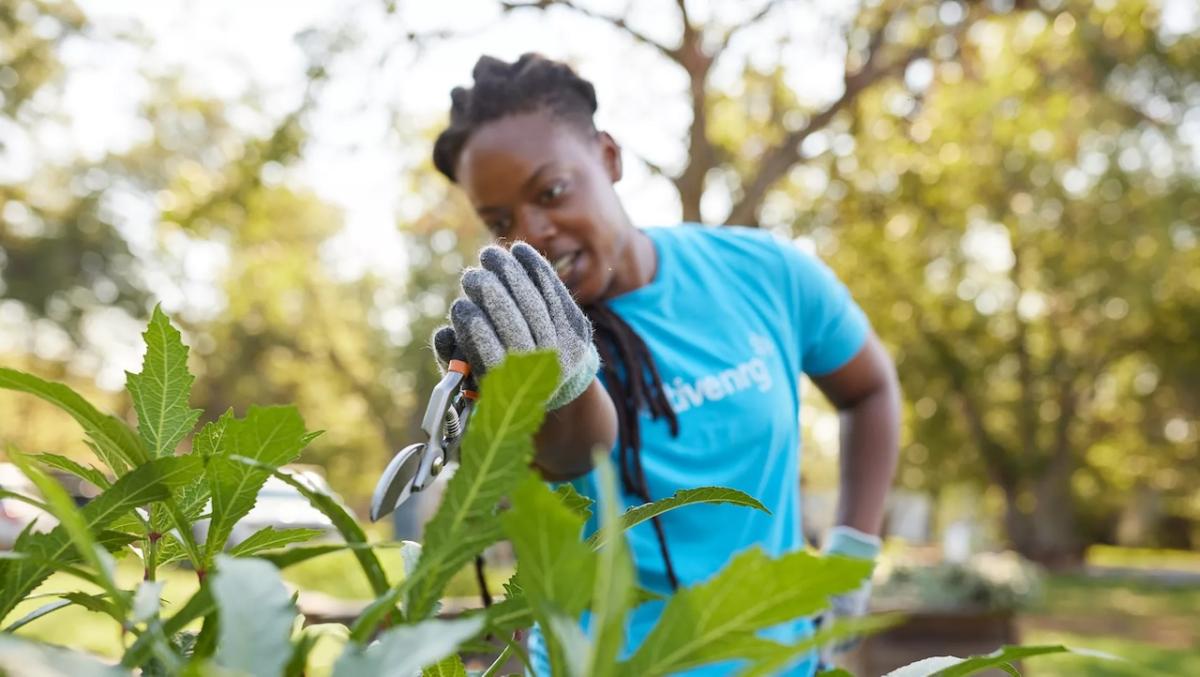 A person wearing gloves is shown trimming a plant.