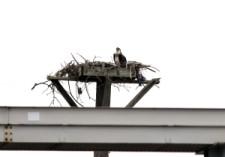 Close-up of eagle nesting on top of an electrical pole.