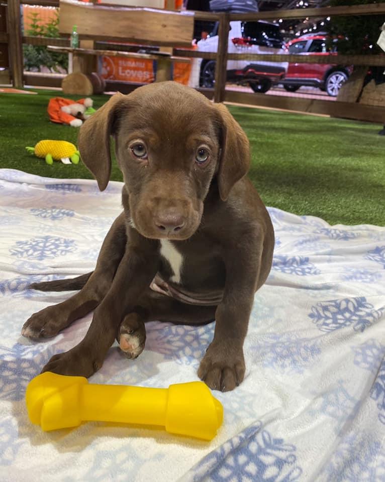 puppy with bone