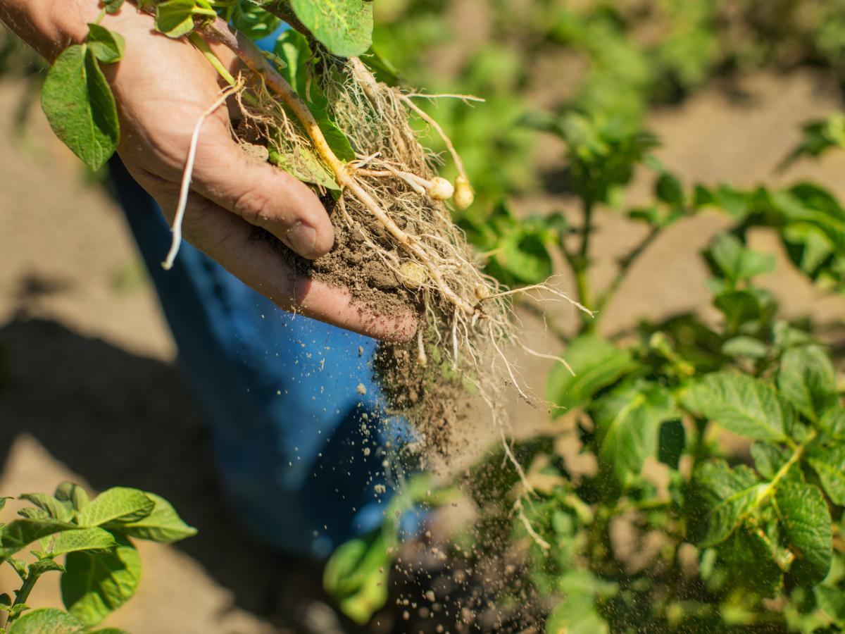 plant roots