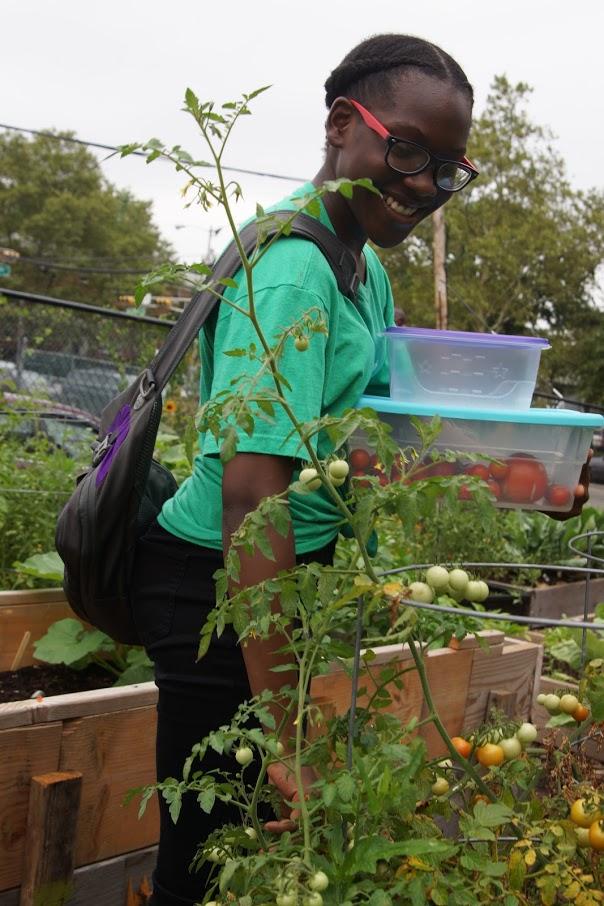 Young Black person picking tomatoes in a garden