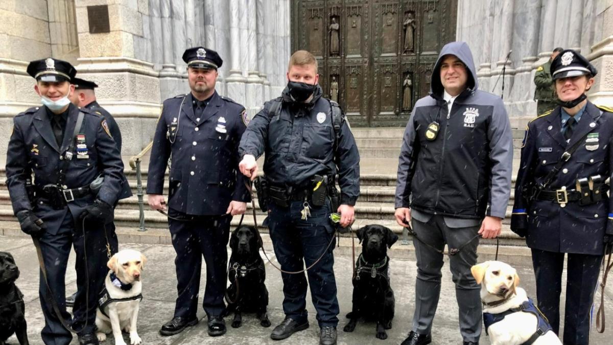 Police officers with Labrador puppies