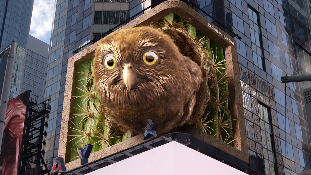 pygmy owl on large screen