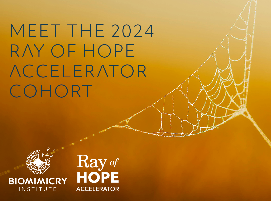 Logo for Ray of Hope Accelerator Announcement