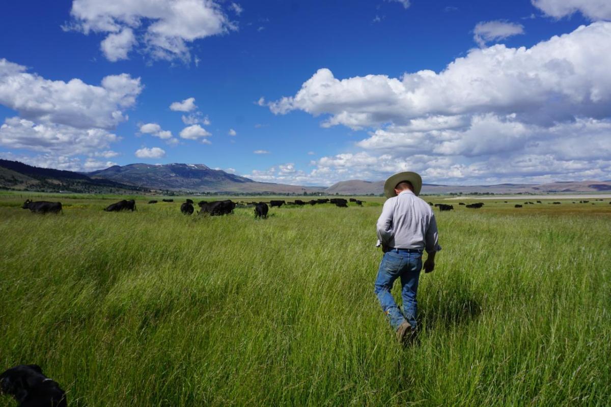 Person walking through a field with cattle in the distance