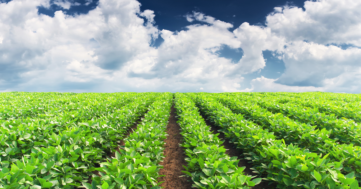 Rows of crops under blue sky