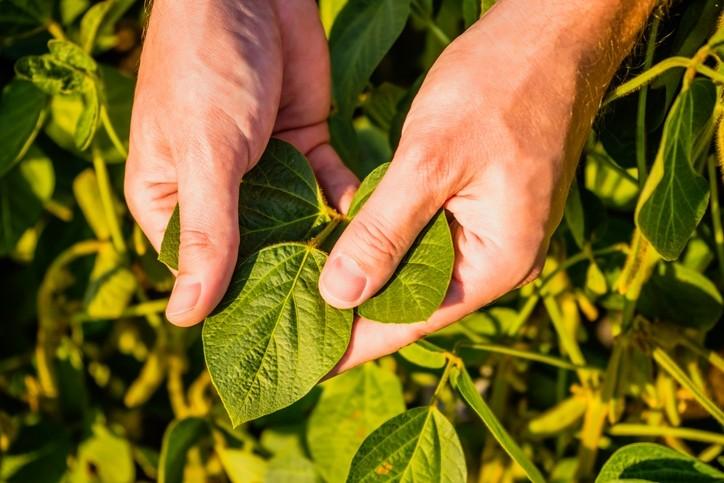 Hands holding leaf