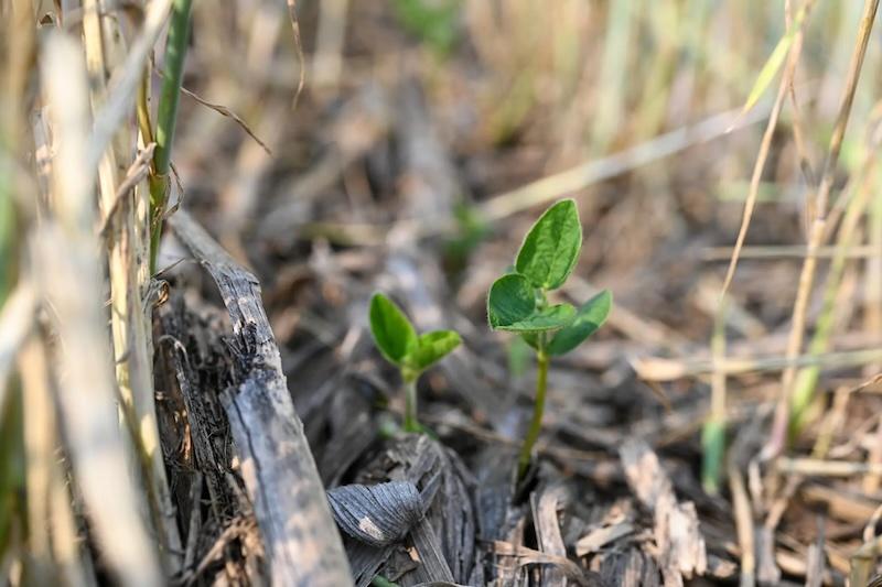 Soybean emergence