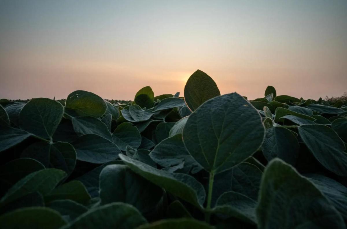 Soybeans at sunrise