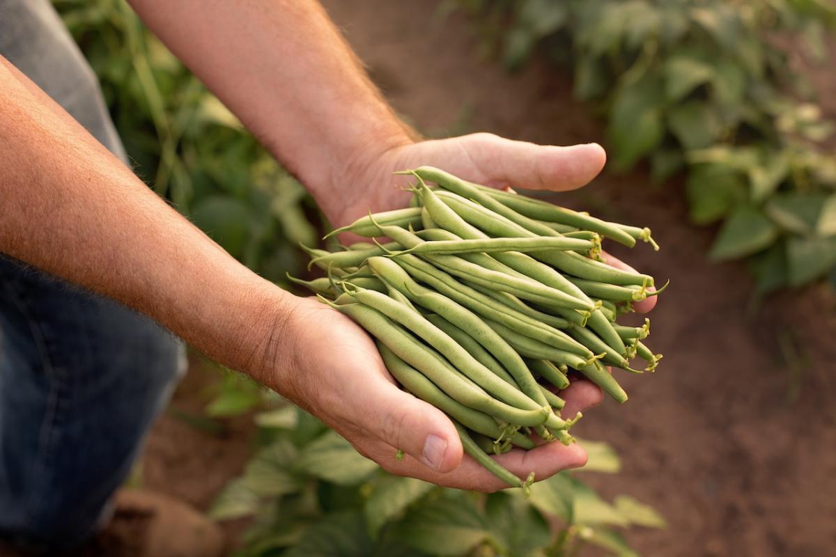 Freshly grown green beans shown in the farmers hand.