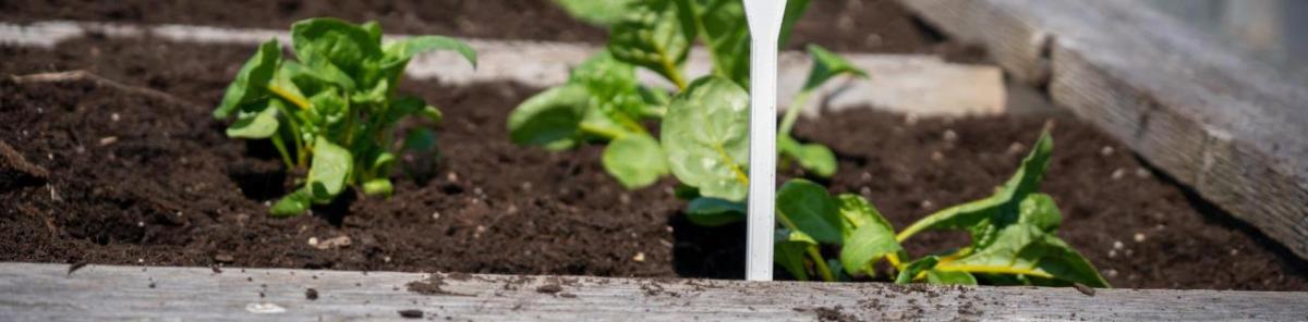 Closeup of plants in plant bed