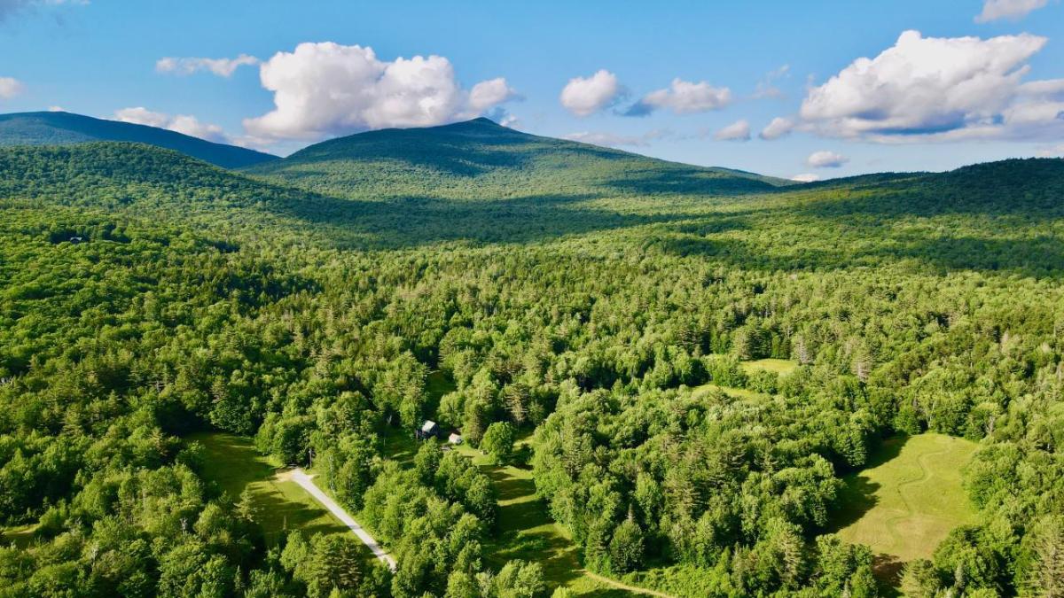 landscape of trees 