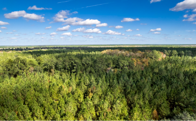 Aerial view of a forest