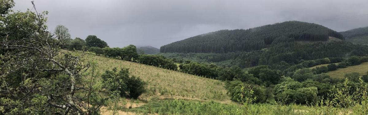 Landscape view of a forest with parts being newly planted.