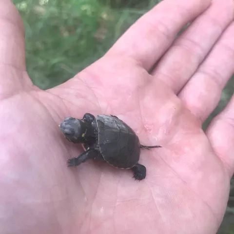 A small turtle in the palm of a hand