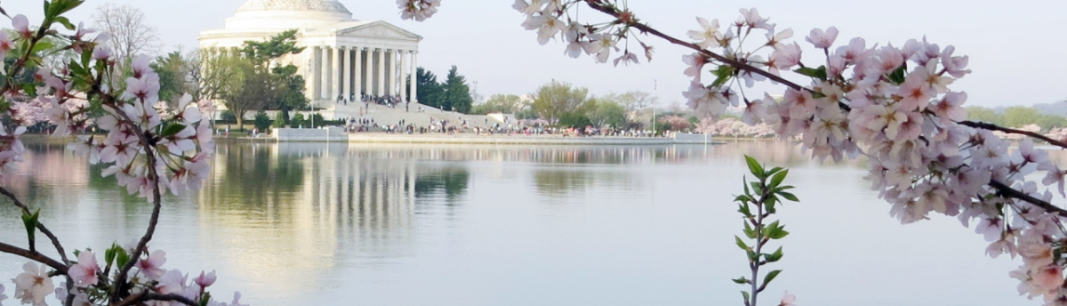 flowers in front of body of water