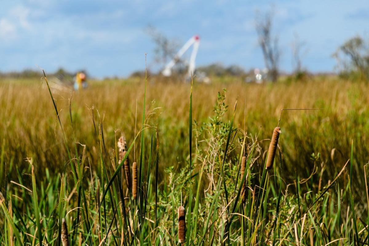 Vegetation