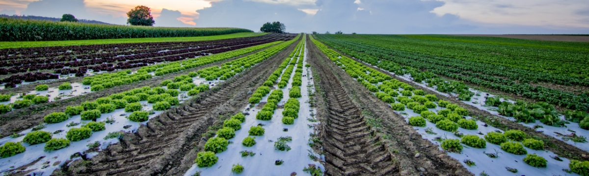 Long rows of crops