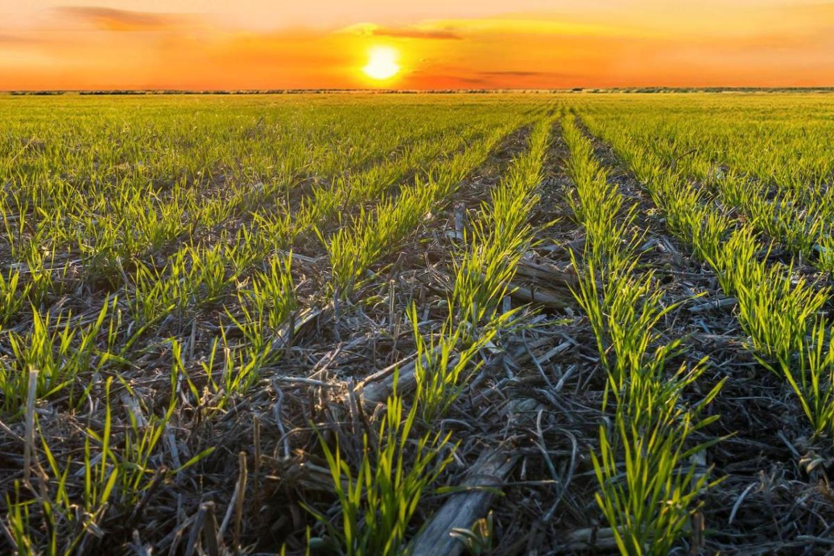 Wheat Field