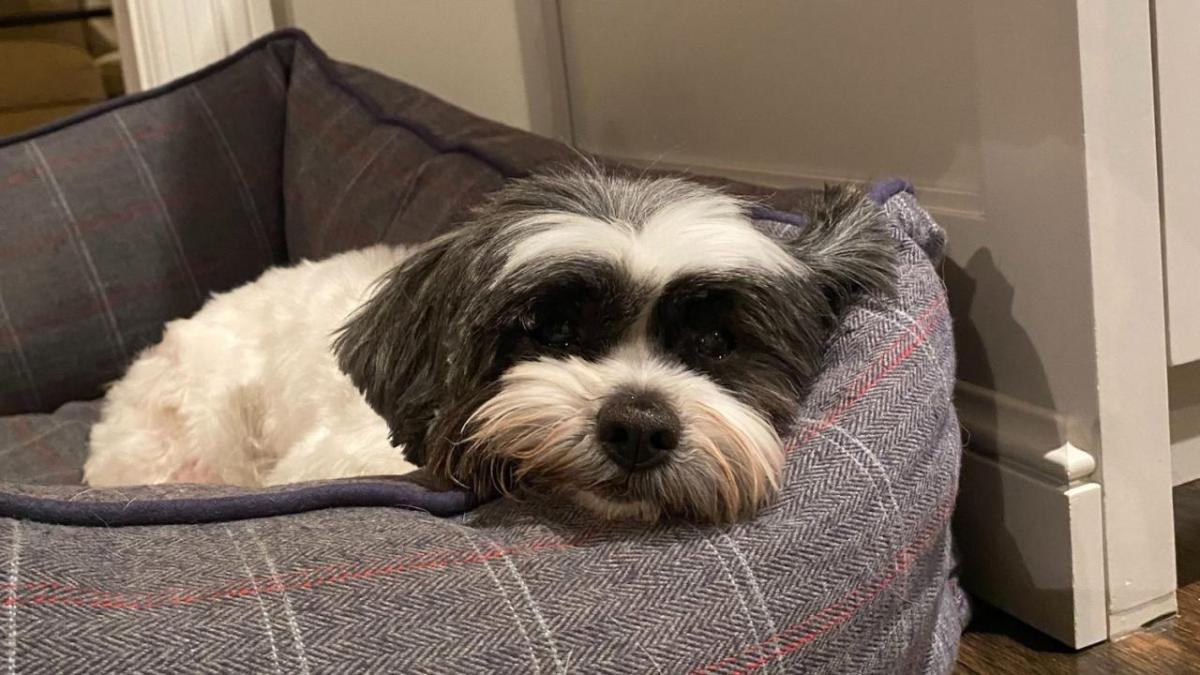 A dog laid in a checkered bed 