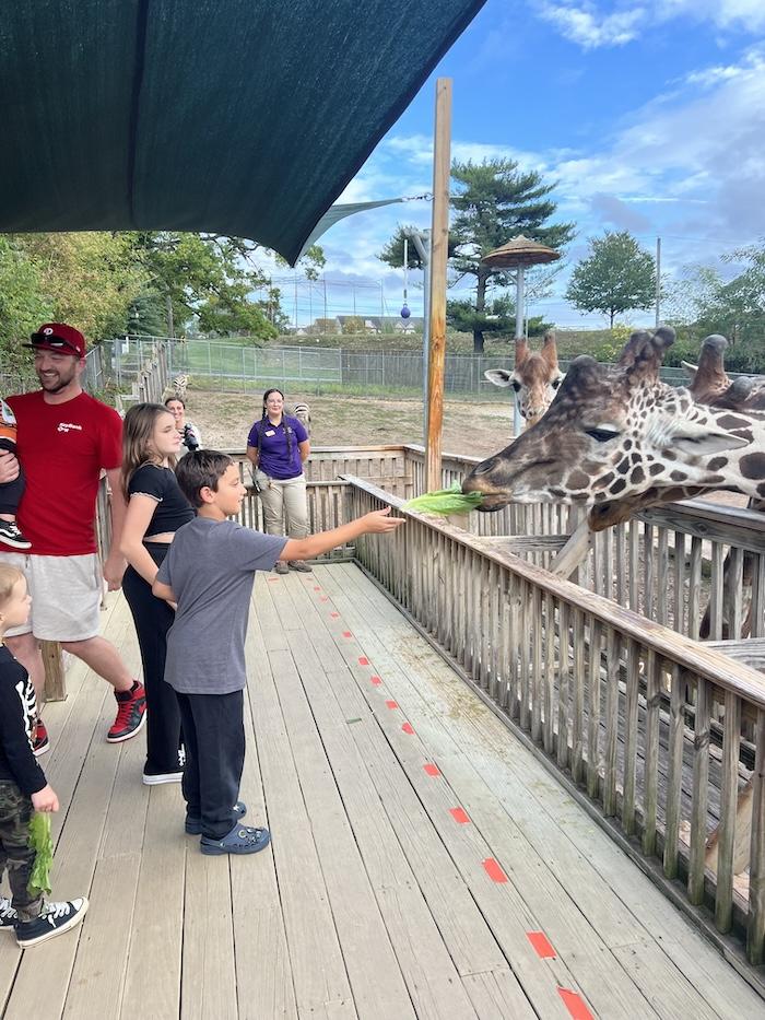 Young boy feeding giraffes at the zoo.