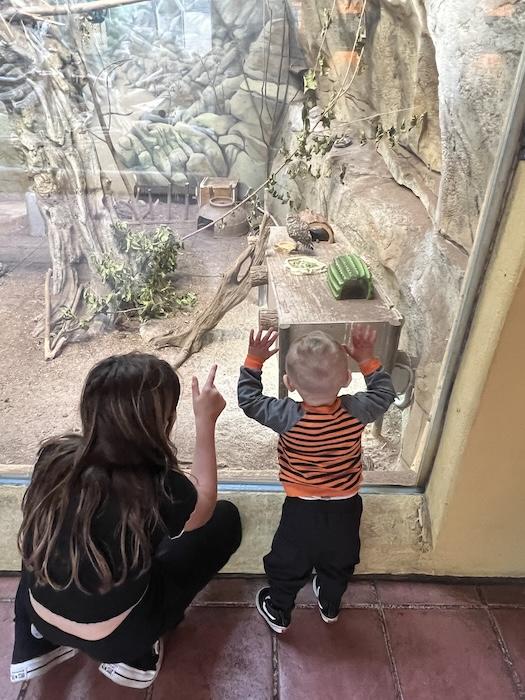 Two young children viewing birds inside of a cage at the zoo.