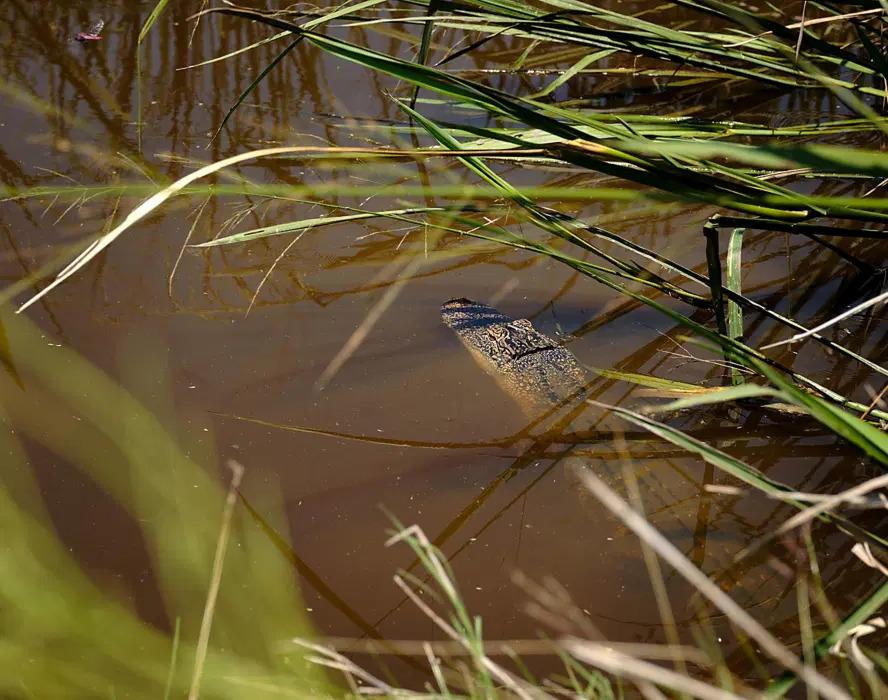 An alligator in the muddy water