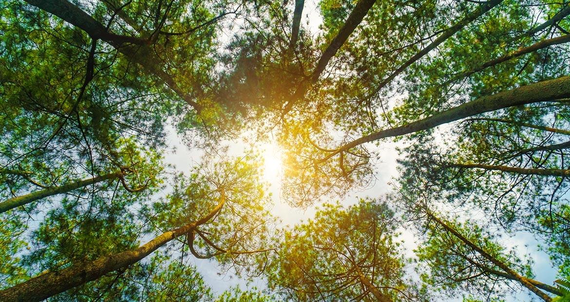 Looking up to the tops of dense trees. Sun Shining in the middle.