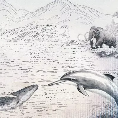 Black and white sketch of dolphin and whale in water and a mammoth on kand.