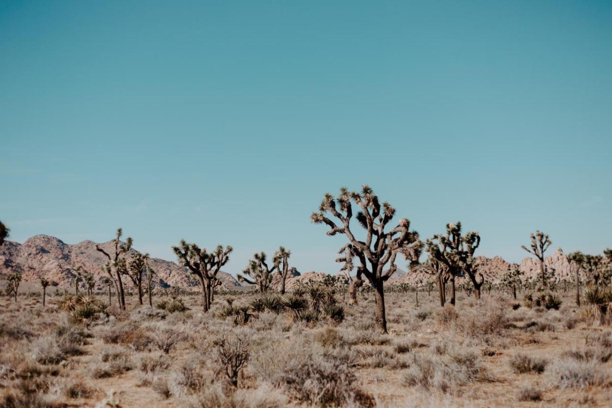 Joshua trees in Joshua Tree National Park