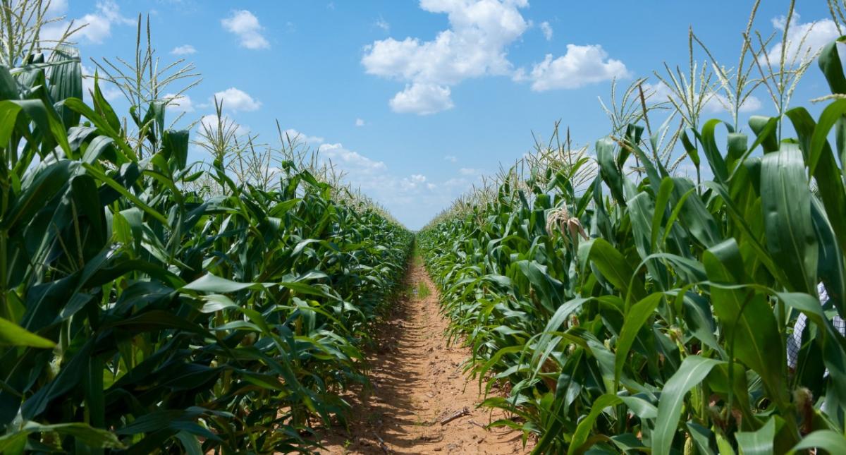 Corn field