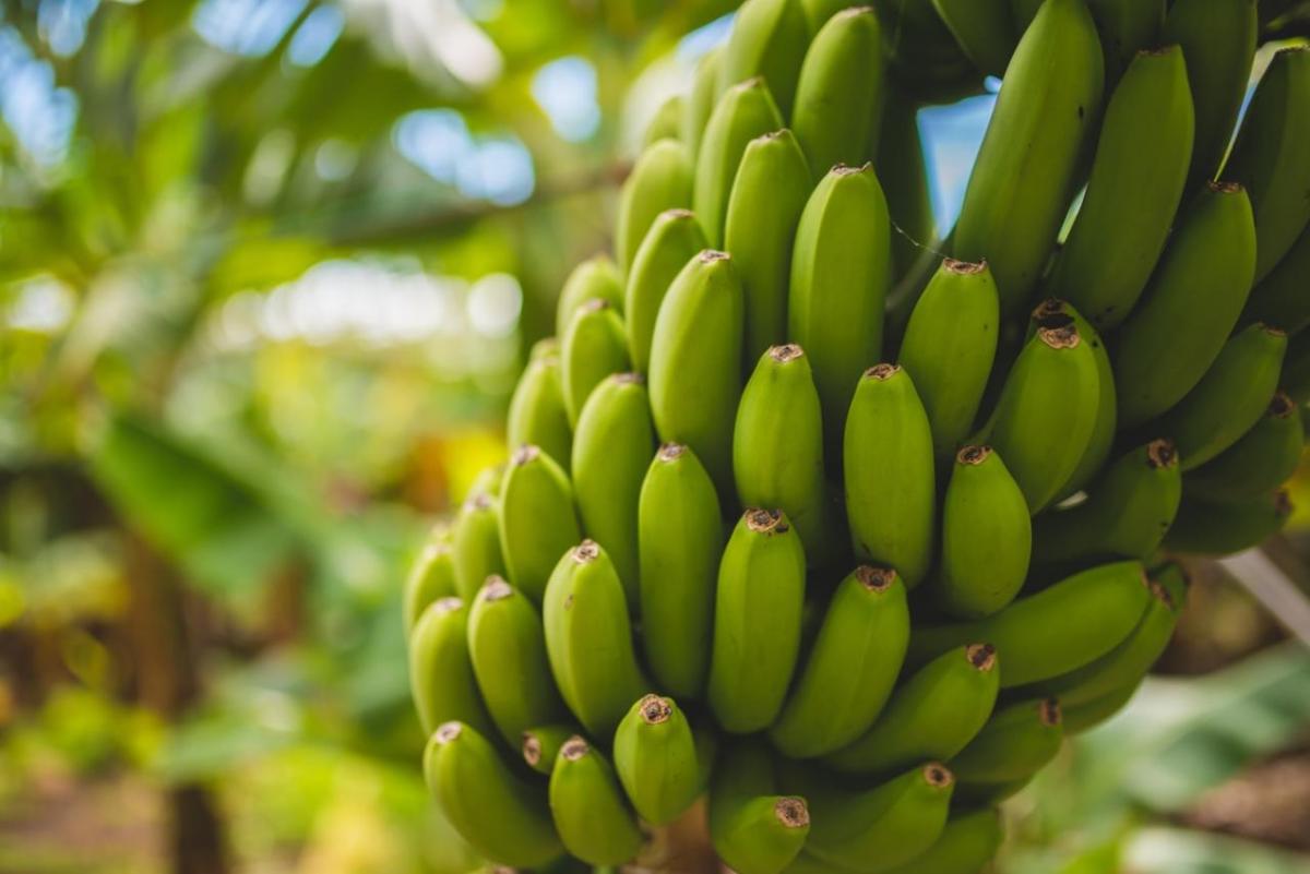 A large bunch of bananas on a tree