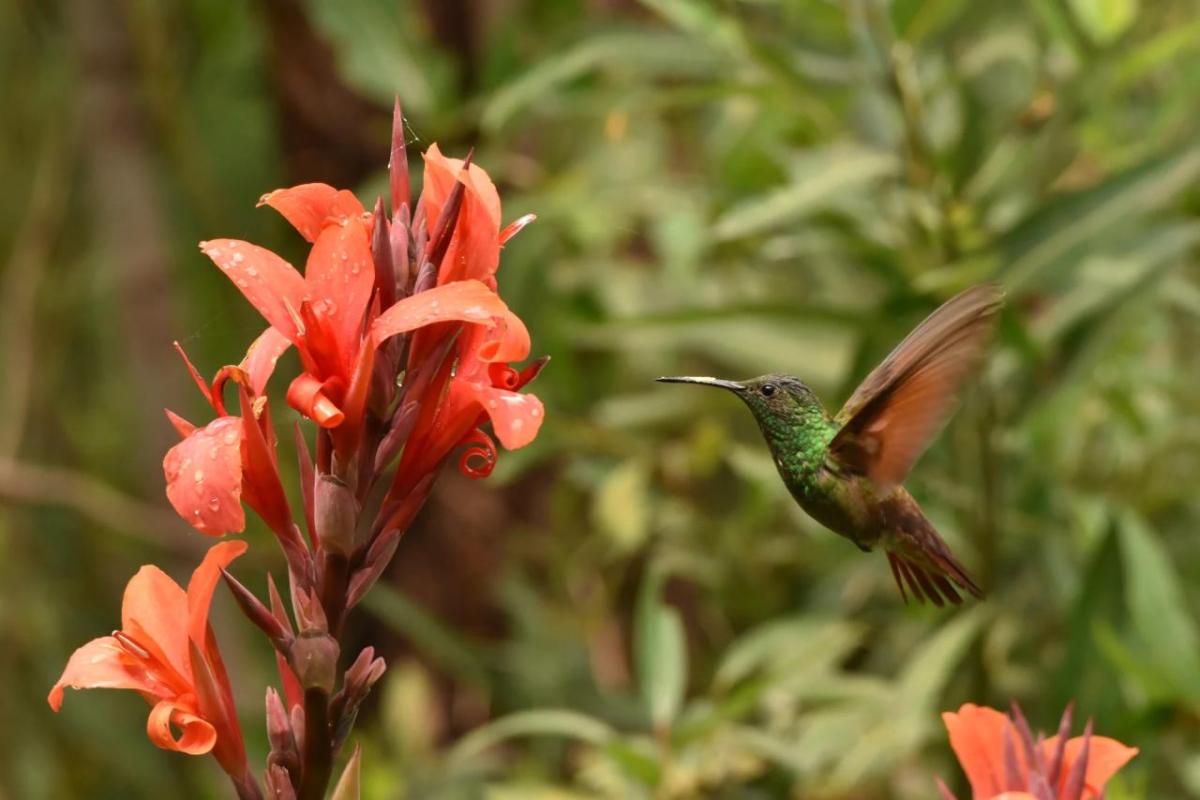 Close up of a humming bird flying next to an orange flowering plant.