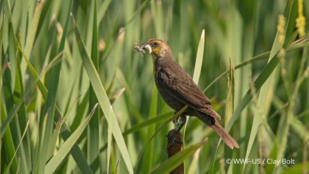 A bird surrounded by tall grass