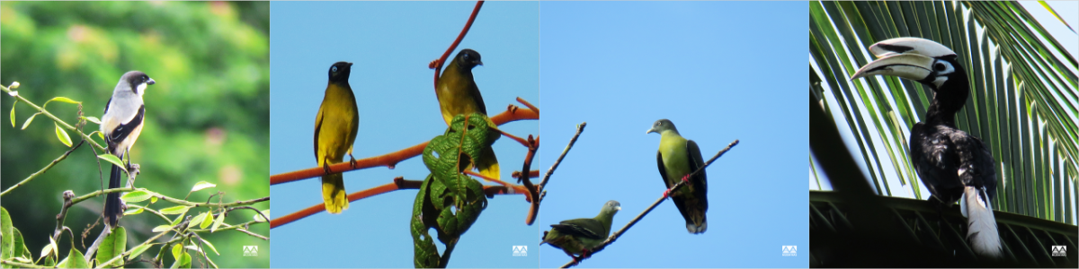 Collage of four birds