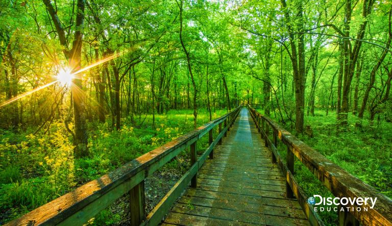 boardwalk in forest