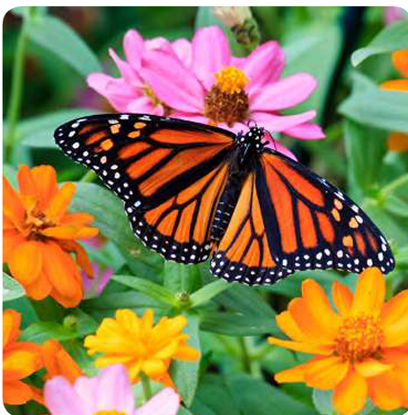 close up of a butterfly on a flower