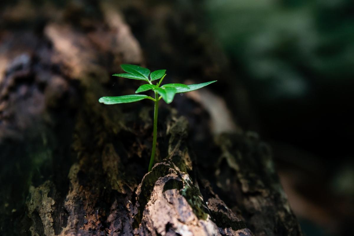 Green seedling in tree trunk