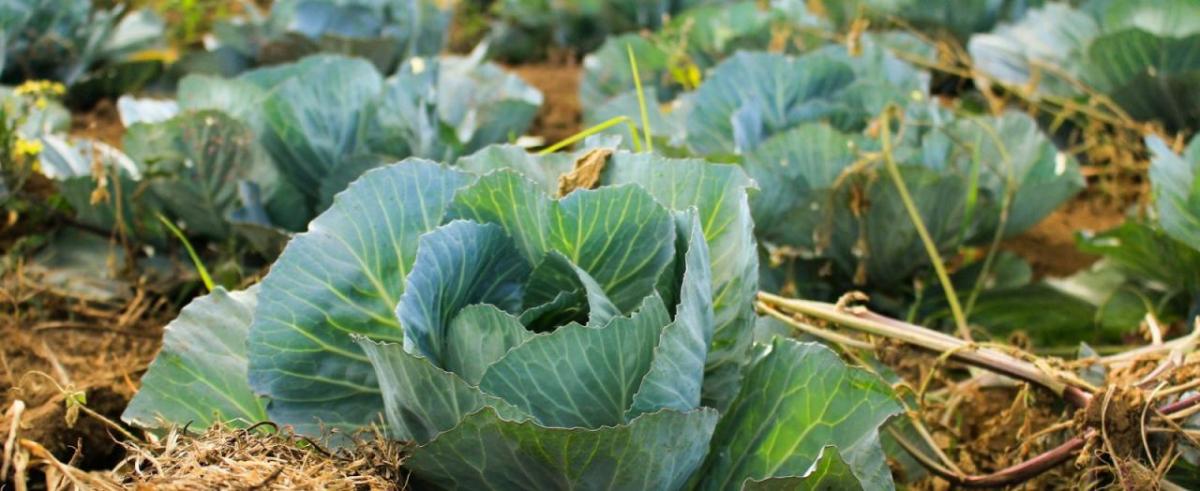 Cabbages growing from the ground.