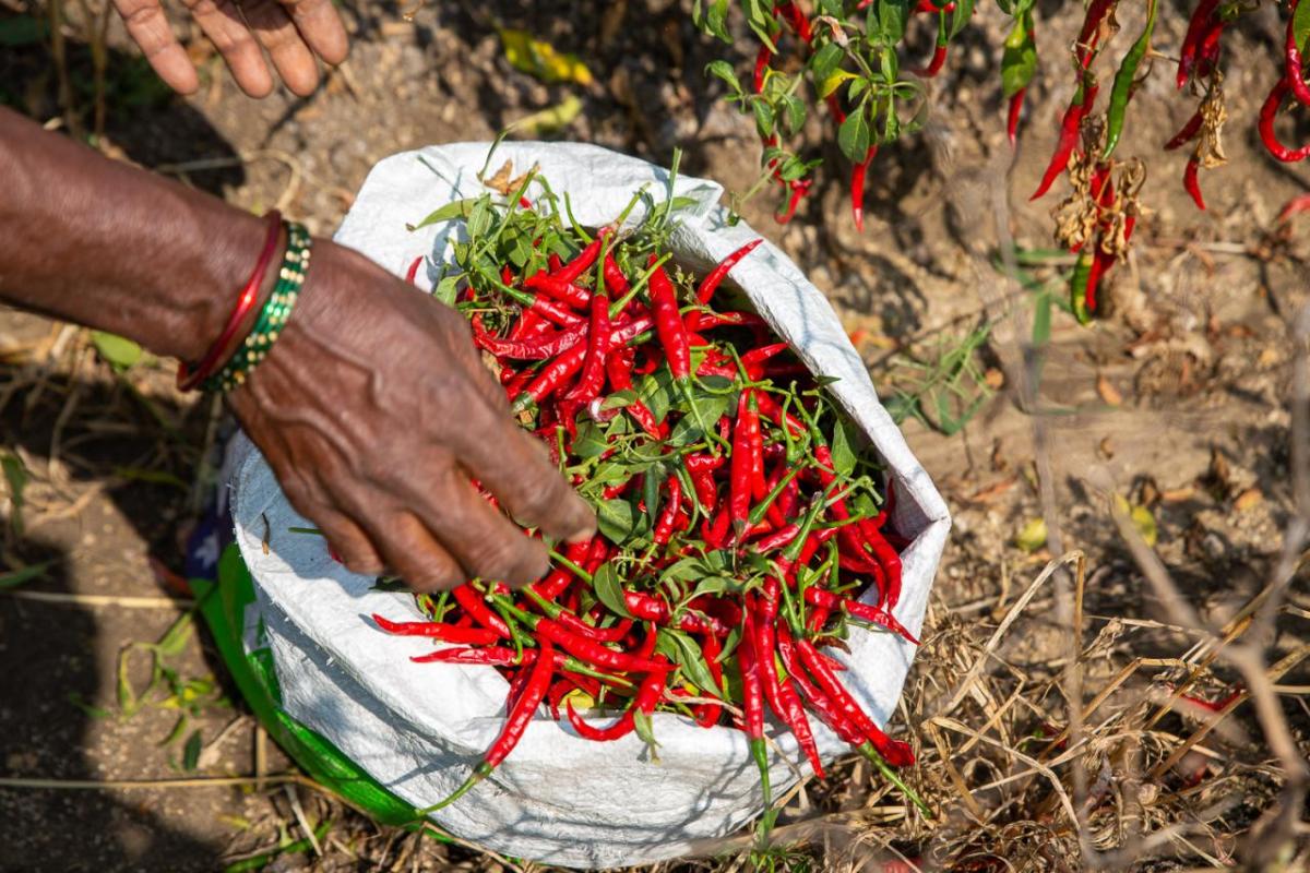 a bag of chili peppers