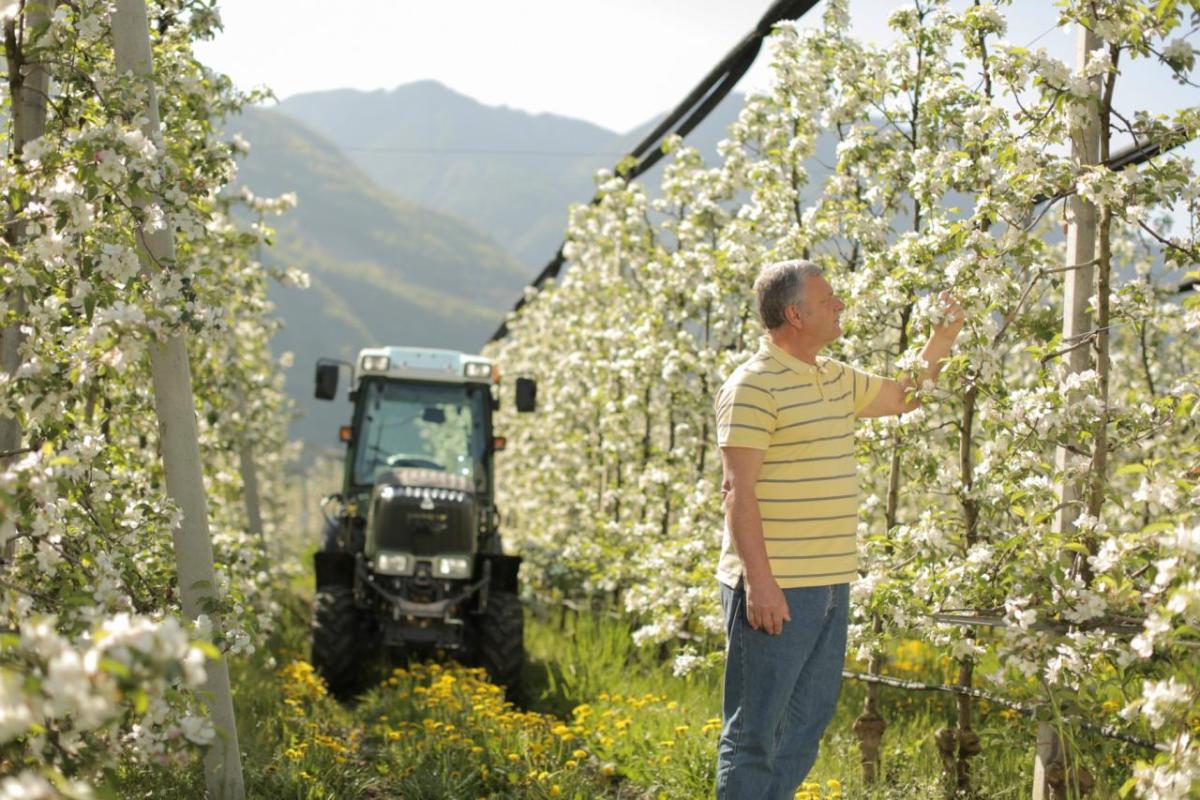 A person inspecting a citrus tree in an orchard